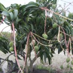 One of the mango trees on the farm. It isn’t big yet, but it is covered with fruit already.