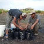Planting soap nut seeds for our dreamed-of orchard