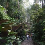 The lush rain forest of Xilitla. This is only about an hour south of Cd. Valles but much moister with thick jungle growth
