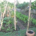 Gardening 2