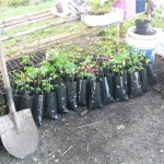Moringa seedlings