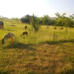 IMG-20180528-WA0005