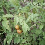 IMG-20190211-WA0004