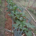 IMG-20190306-WA0000