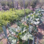 Beautiful vegetable production on the farm
